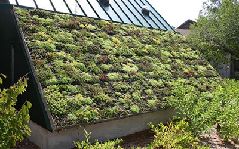 green-roof-example-01
